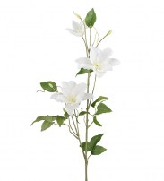 Clematis weiss 85 cm 11.00